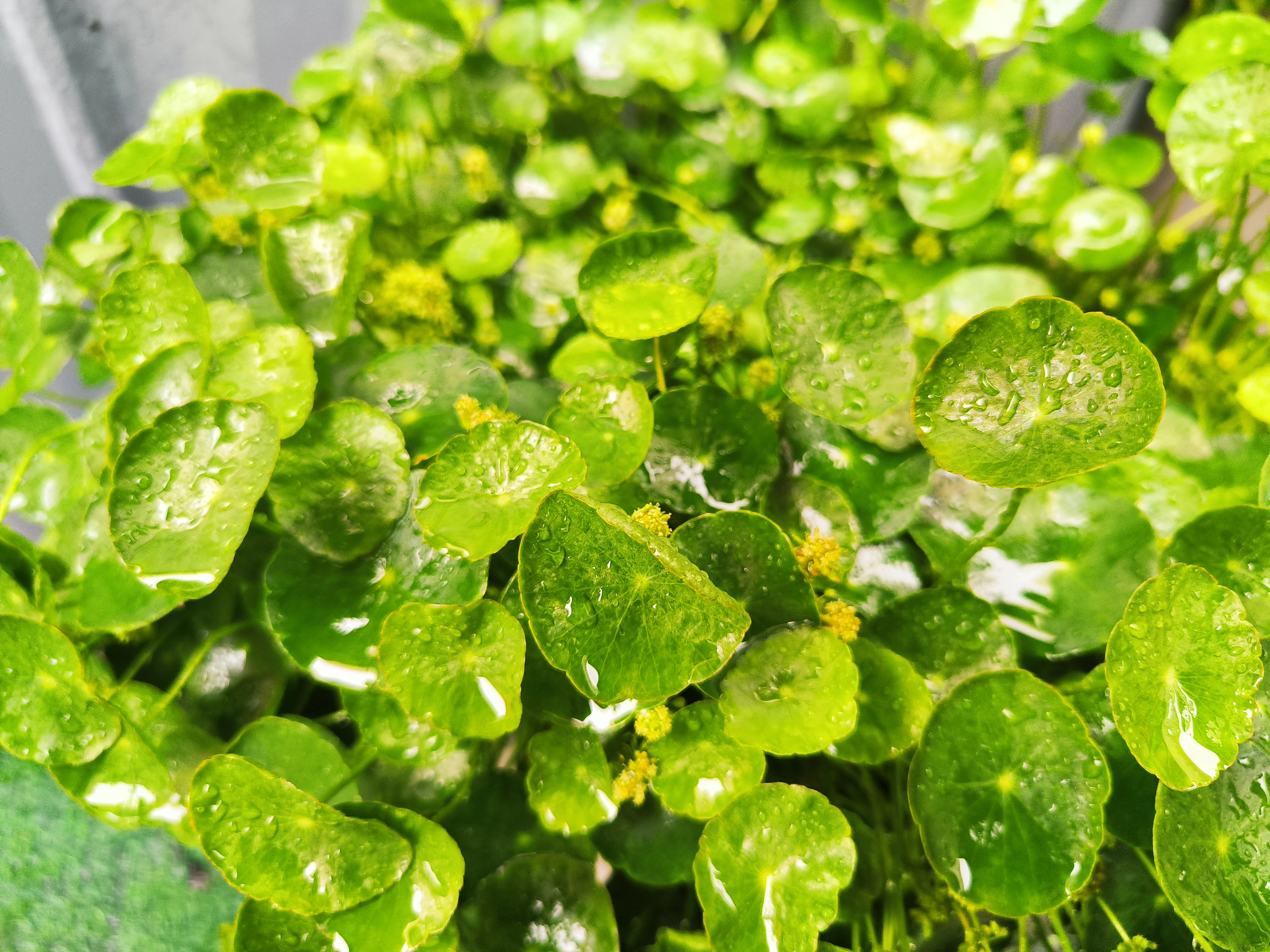 雨后