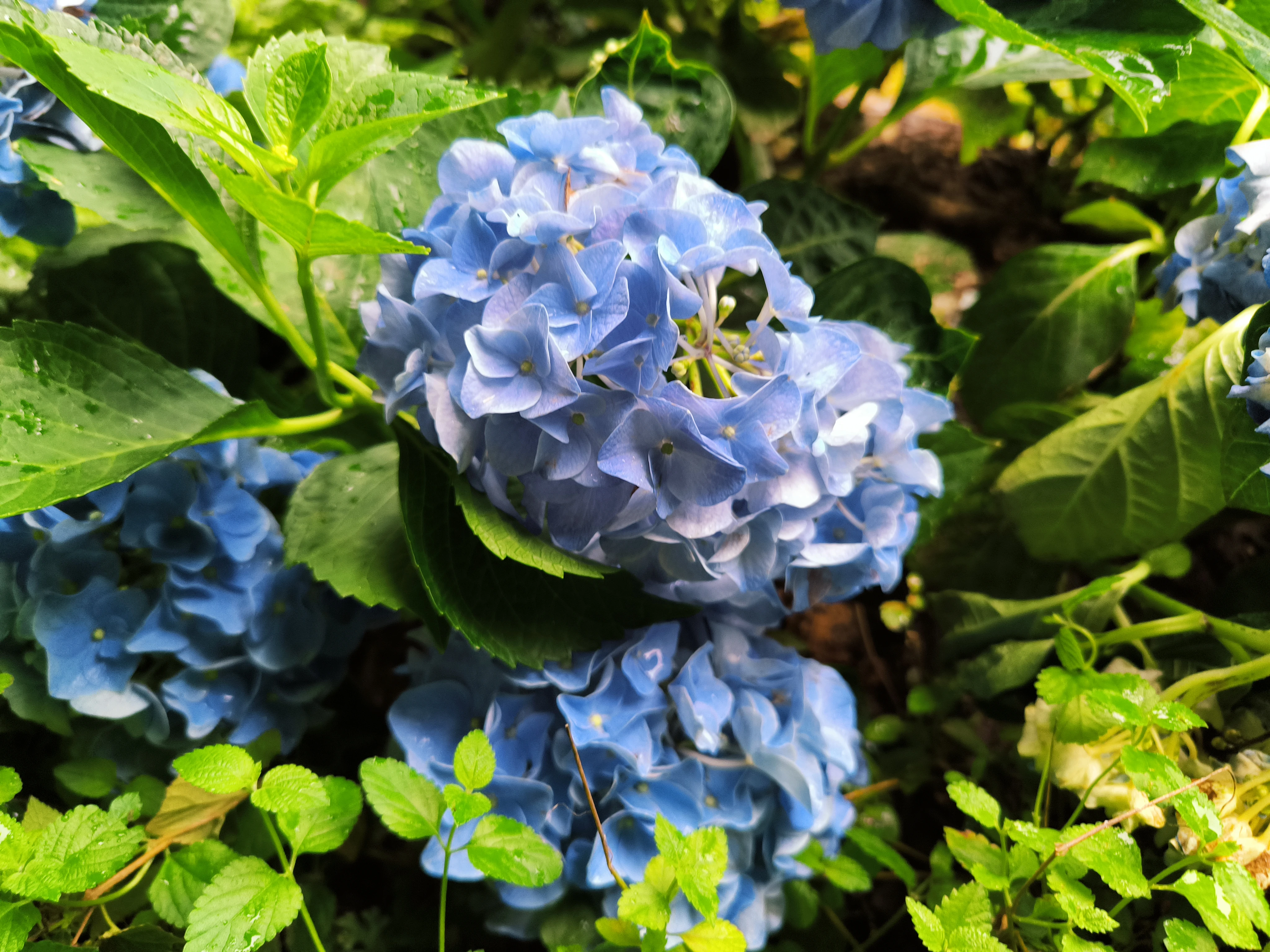 雨后花影