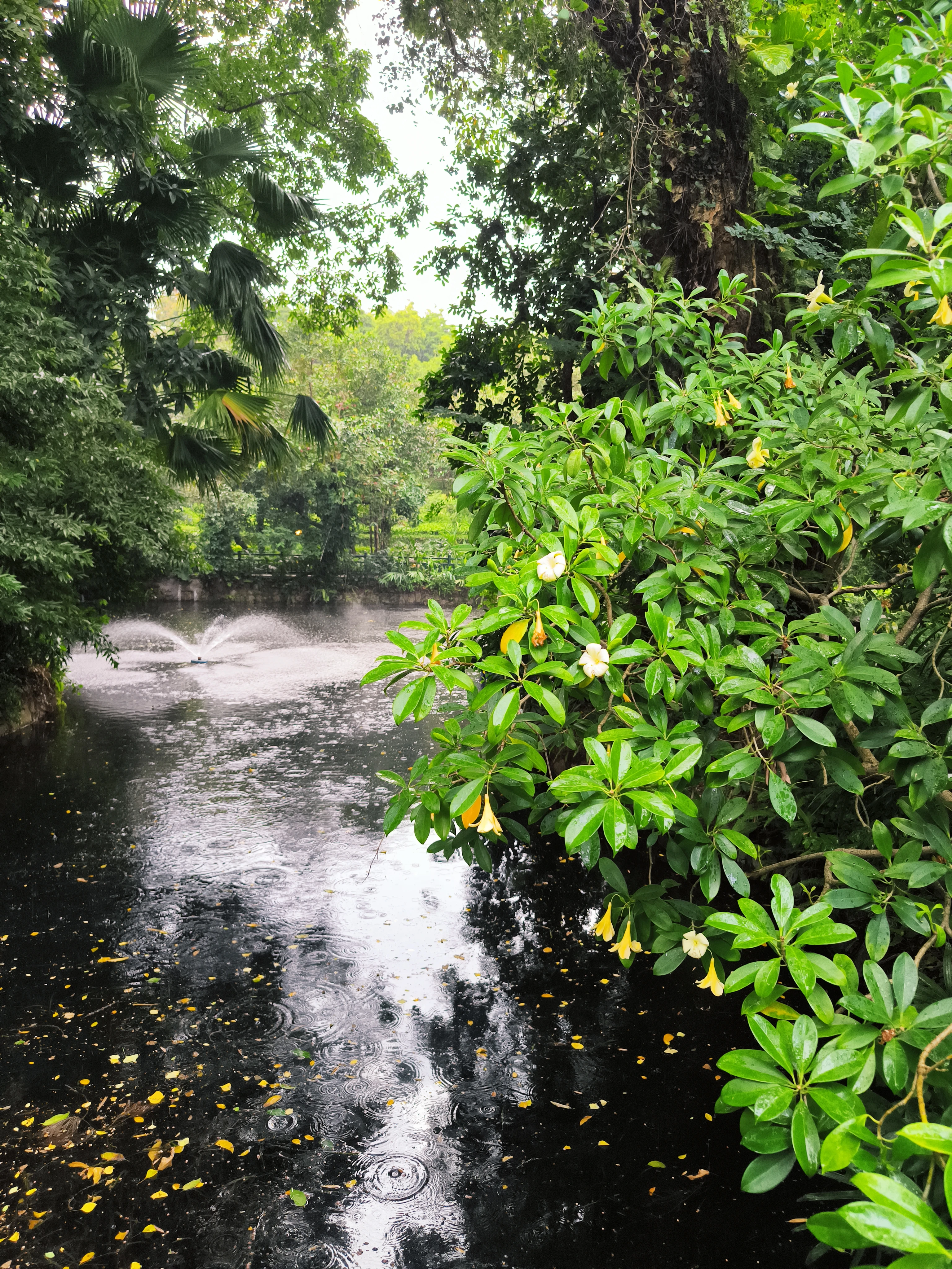细雨落池